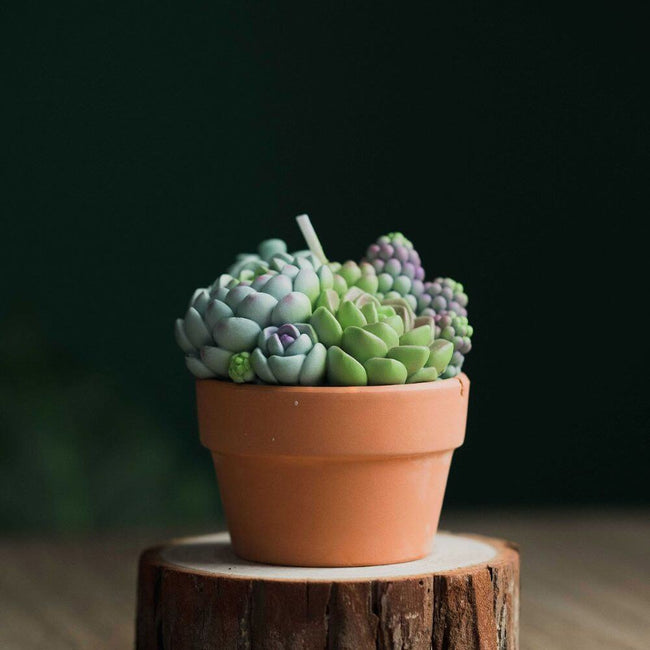 Assorted Succulent Candle from Southlake Gifts Canada: Elevate your home decor with this stunning, nature-inspired creation