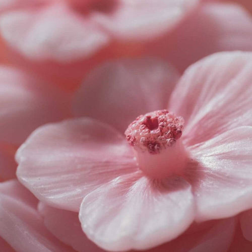 Even you can see the sharp details of each bud from the Sakura Cup Scented Candle.