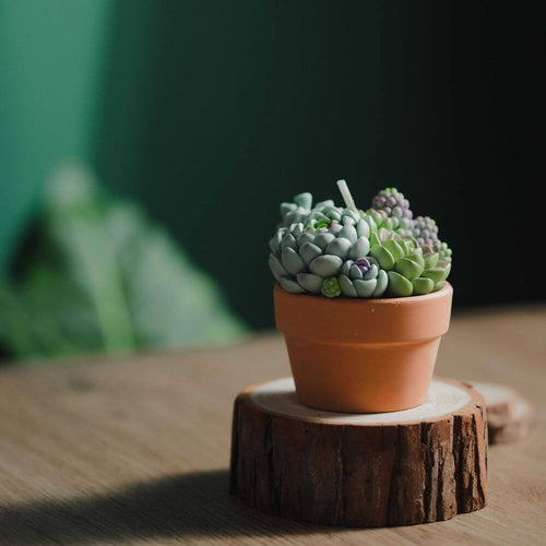 A beautiful succulent candle without all the sharp needle pricks from Southlake Gifts Canada.