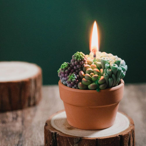 Southlake Gifts Canada Succulent Candle with Terra Cotta, best candle gift shop in Canada