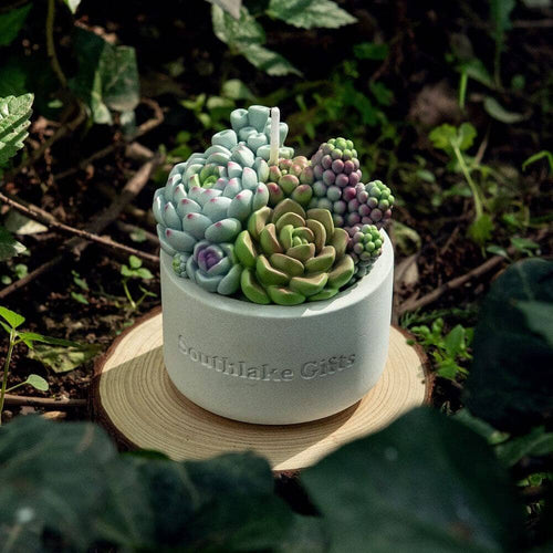 Looking for a unique gift? Southlake Gifts Canada offers the Assorted Succulent Candle with Concrete Vessel. Crafted with pure concrete, this candle combines elegance and nature-inspired design for a truly special present